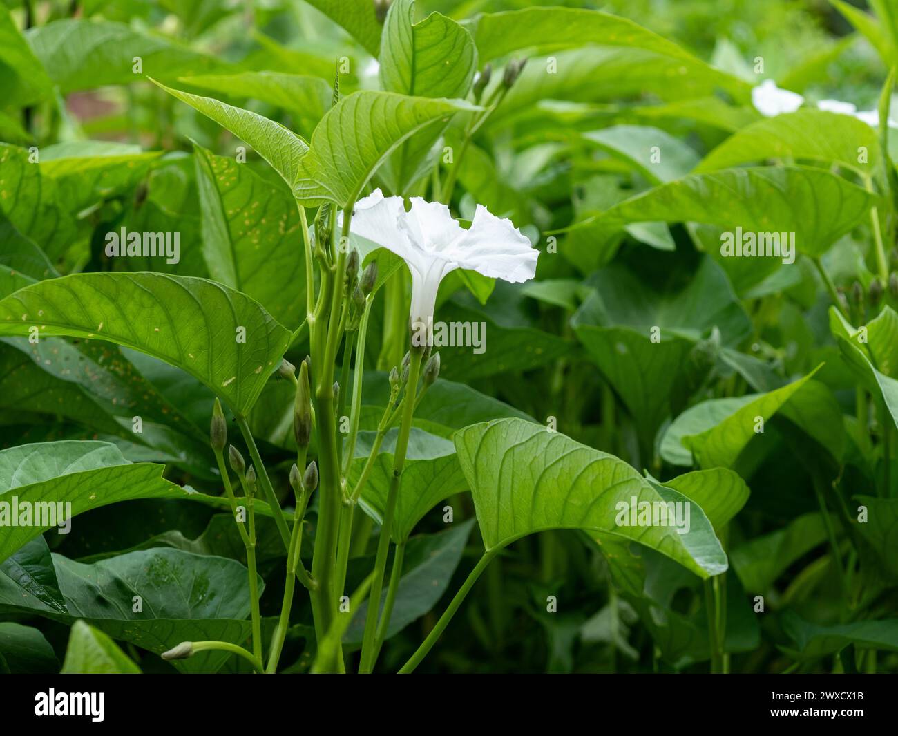 White flower bloom of the green leafy Kangkong or water Spinach growing in a vegetable garden Stock Photo