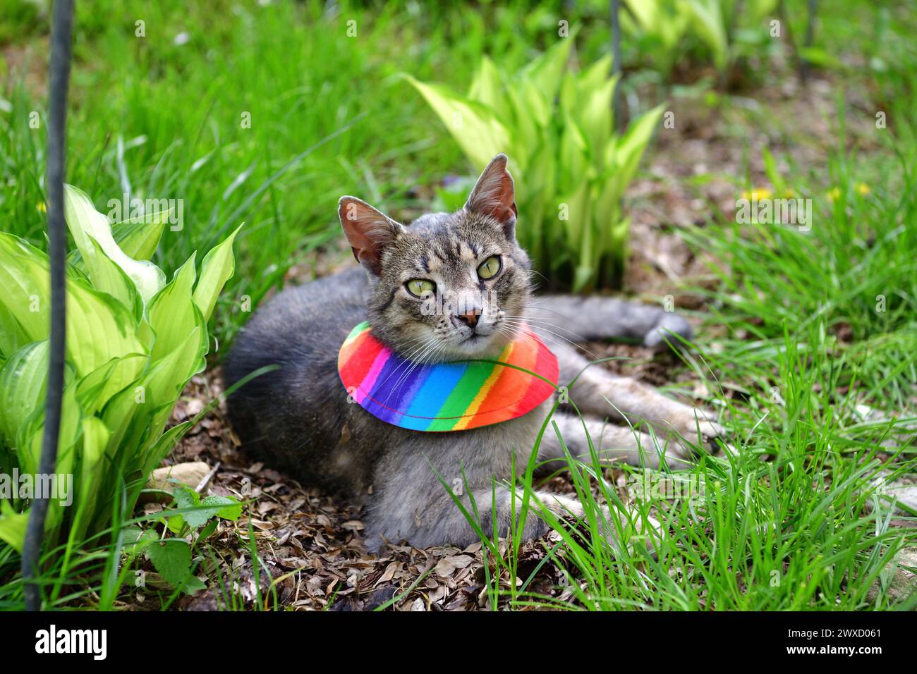Domestic cat wearing bird warning cat collar covers around the neck Stock Photo Alamy