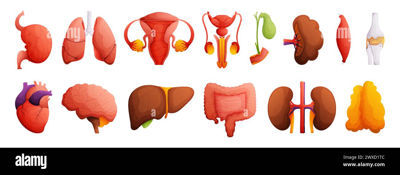 Set of illustrations of human organs. Heart, liver, kidneys, spleen, bone, brain, intestines, muscle, gall bladder, female and male reproductive Stock Vector