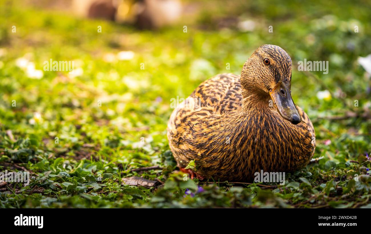 A duck rests on grass by water surrounded by other ducks Stock Photo