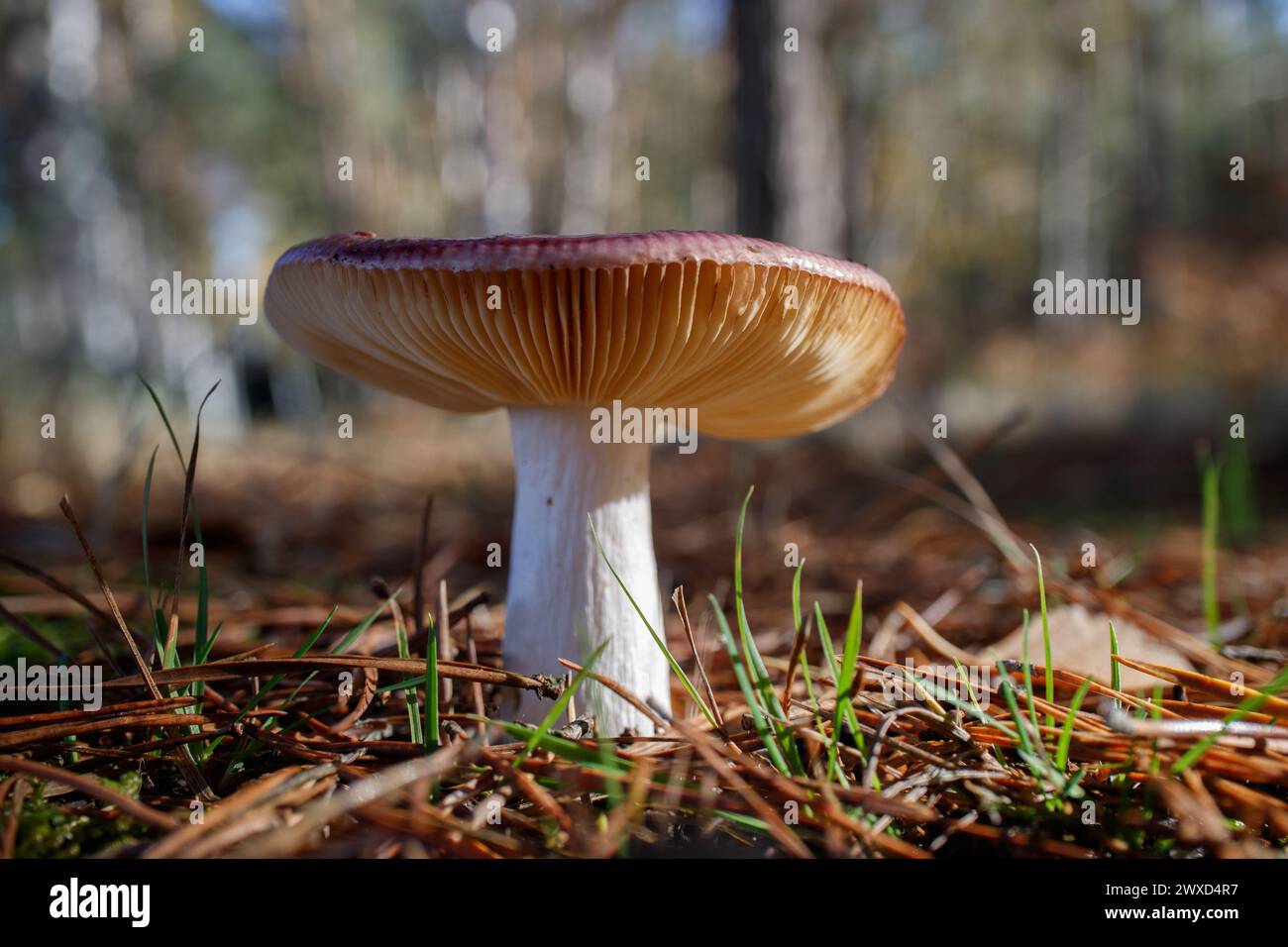 Russula - red devil mushrooms on the forest floor Stock Photo