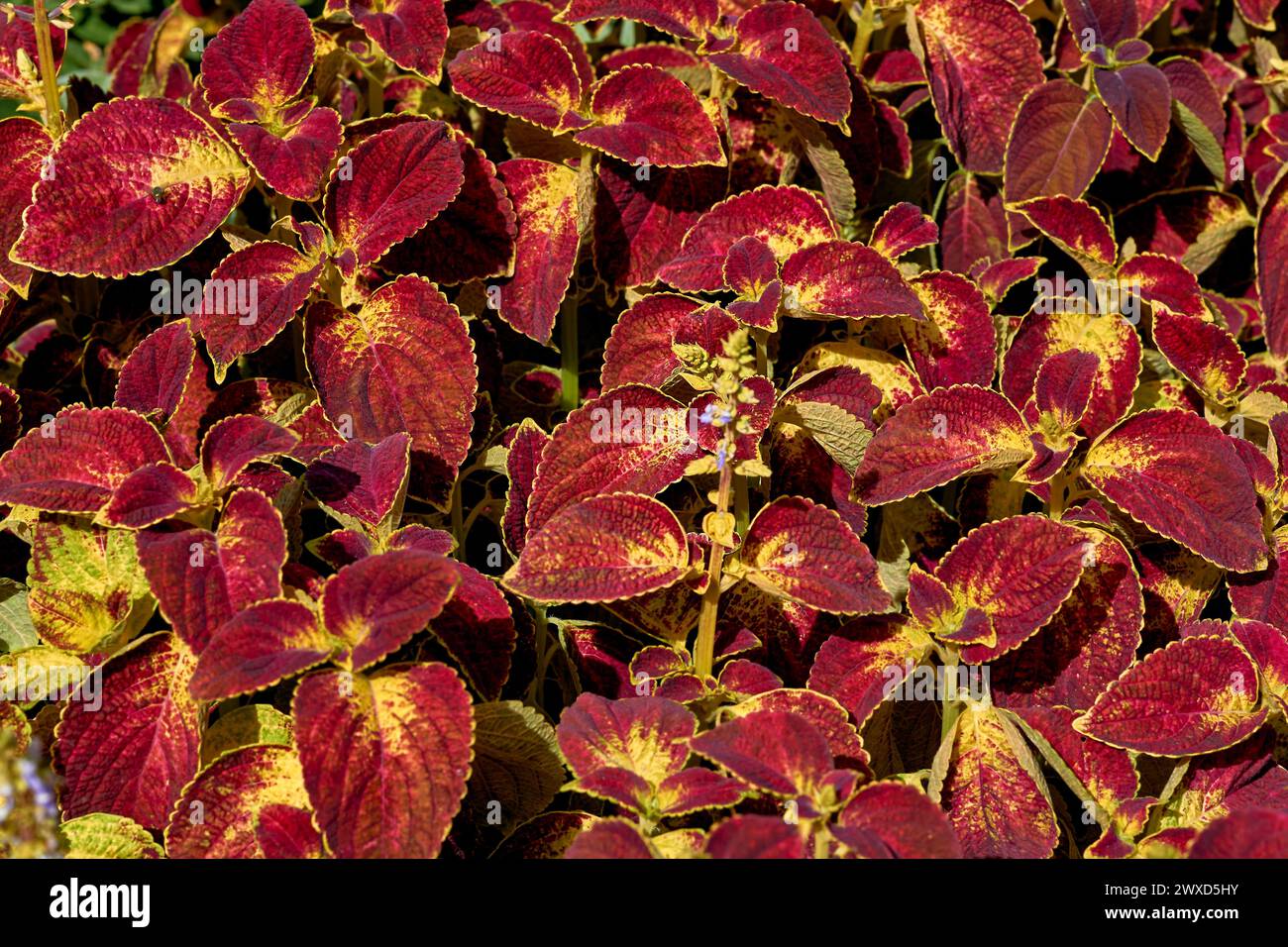 Coleous Red Landscaping. Red ornamental plant Coleus of the Lamiaceae family in a ...