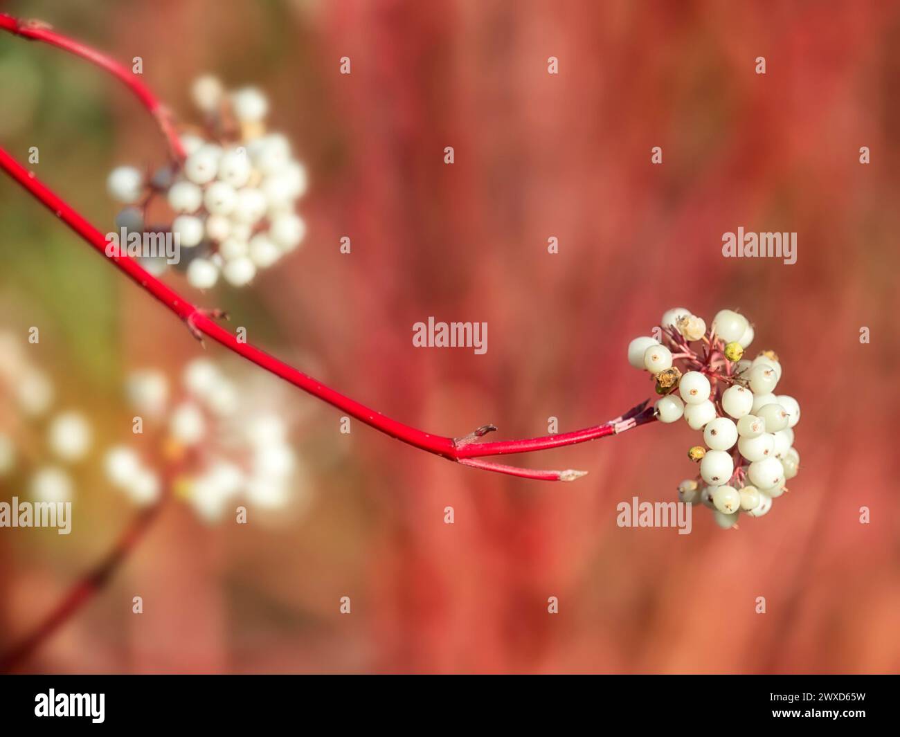 Closeup of red stems and white berries of Cornus sericea 'Cardinal' in Autumn Stock Photo