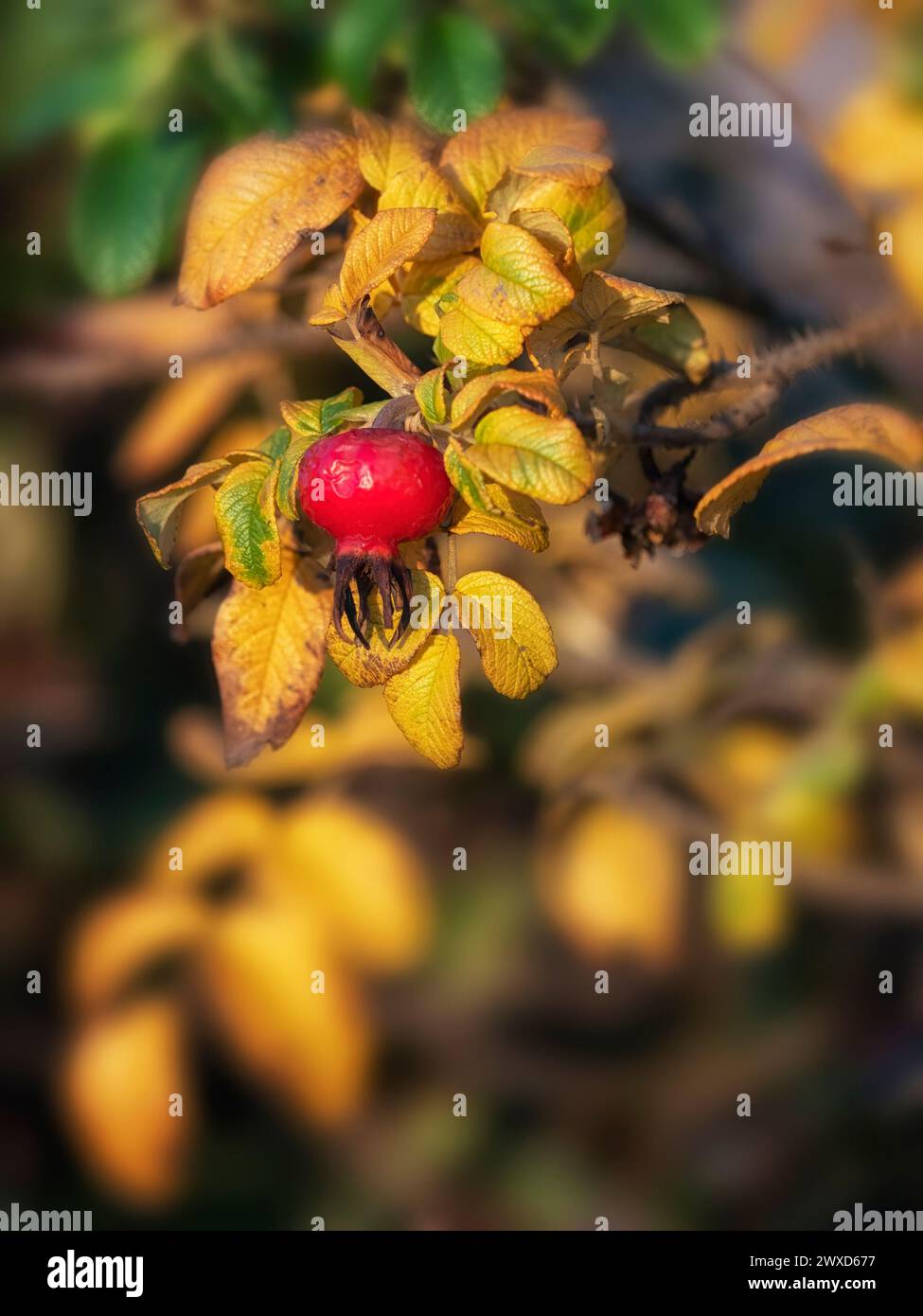 Closeup of yellow flowers and withered red rose hip fruits of Rosa rugosa 'Rubra' in Autumn Stock Photo