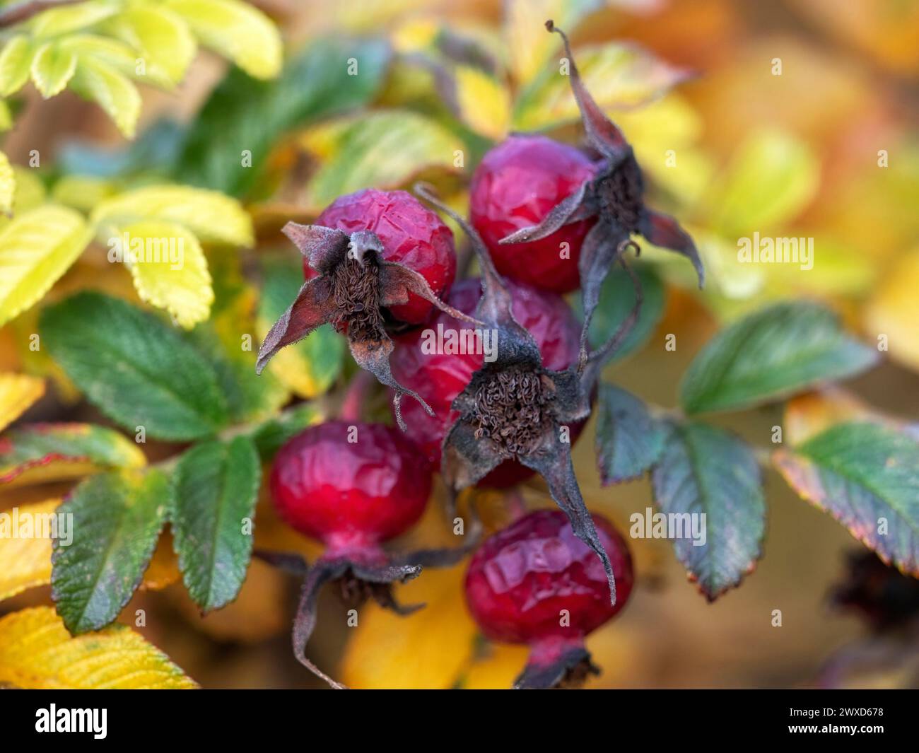 Closeup of yellow flowers and withered red rose hip fruits of Rosa rugosa 'Rubra' in Autumn Stock Photo