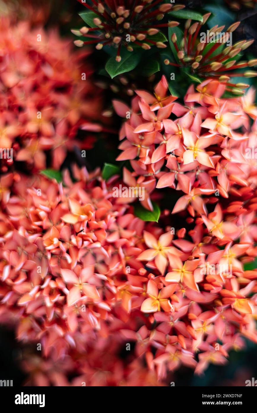 Red Rubiaceae is a beautiful flower. Can be planted in the yard and also to beautify the home page and It's easy to maintain and take care of it. Stock Photo