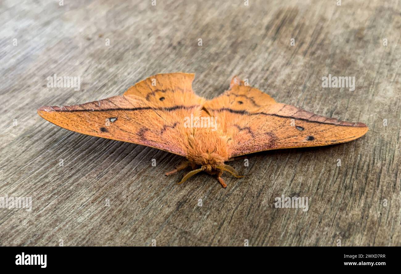 Rare furry butterfly on wooden ground. Conservation and rare species concept. Stock Photo