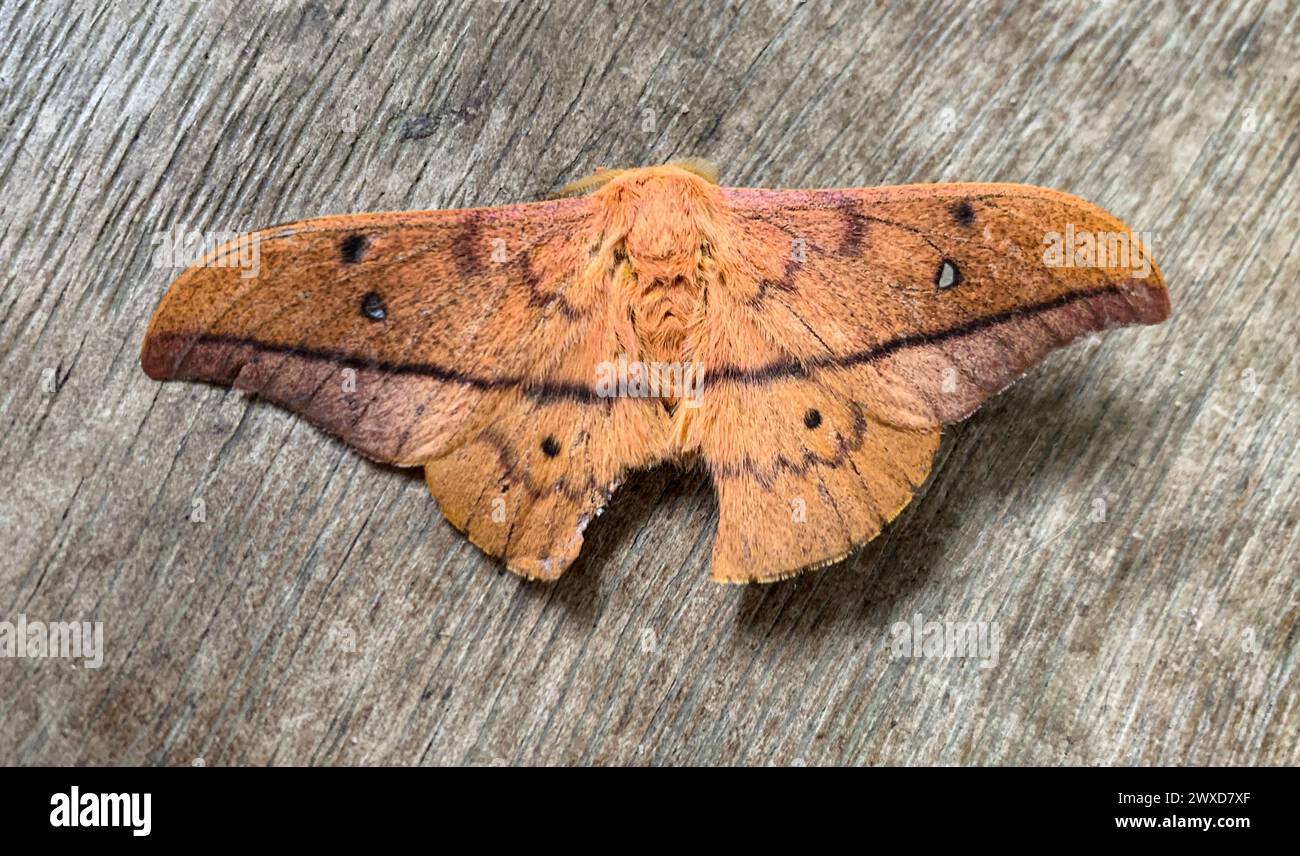 Top view of rare furry butterfly on wooden ground. Conservation and rare species concept Stock Photo