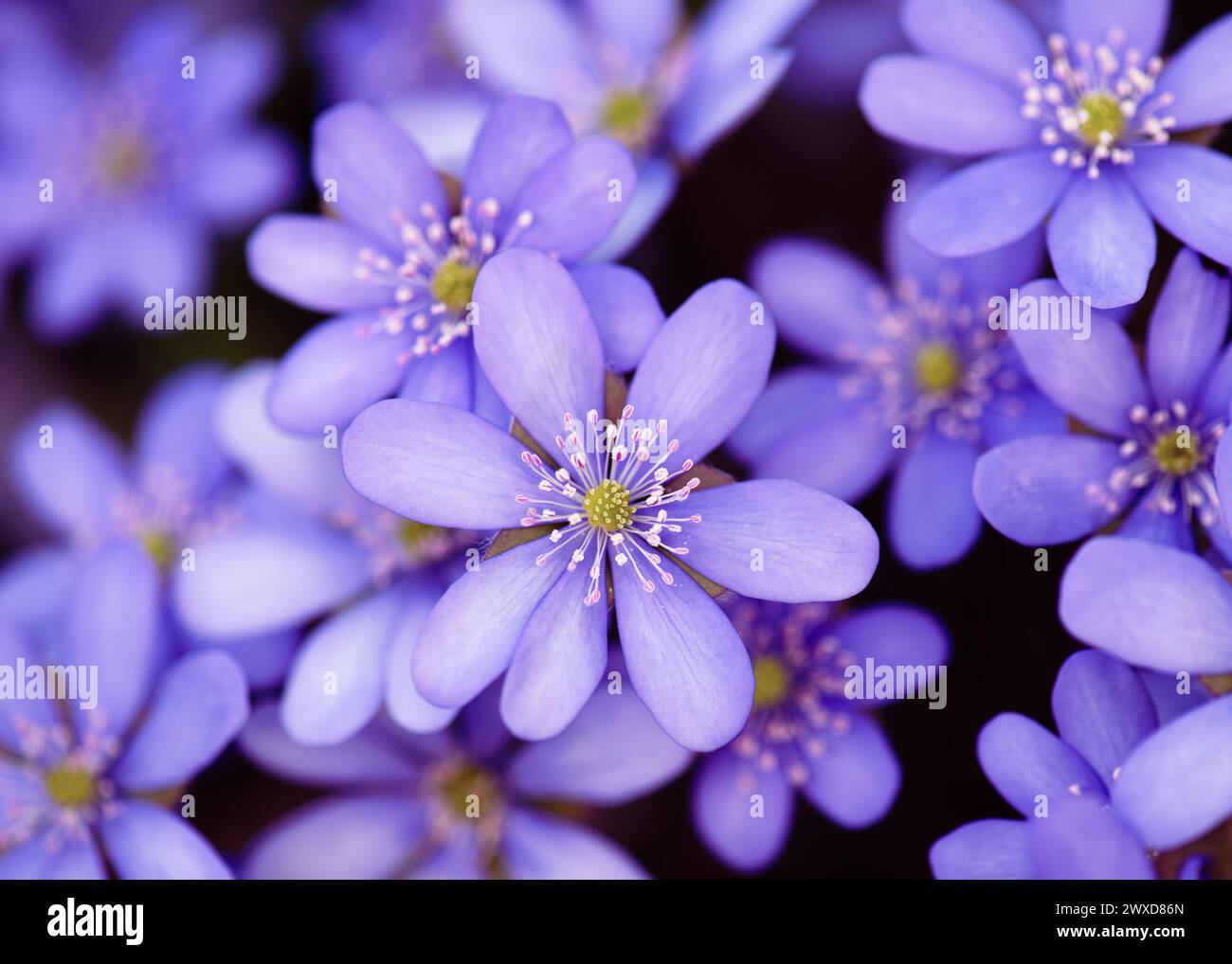 Beautiful blooming of blue hepatica wildflowers in early spring in the forest. (Common Hepatica) Selective soft focus. Stock Photo