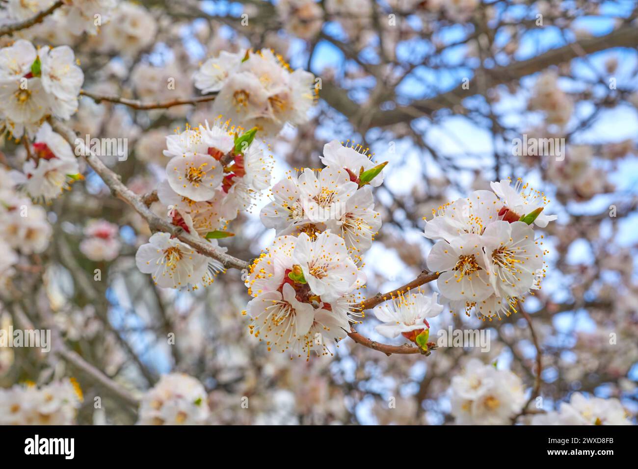 Delicate composition hi-res stock photography and images - Alamy