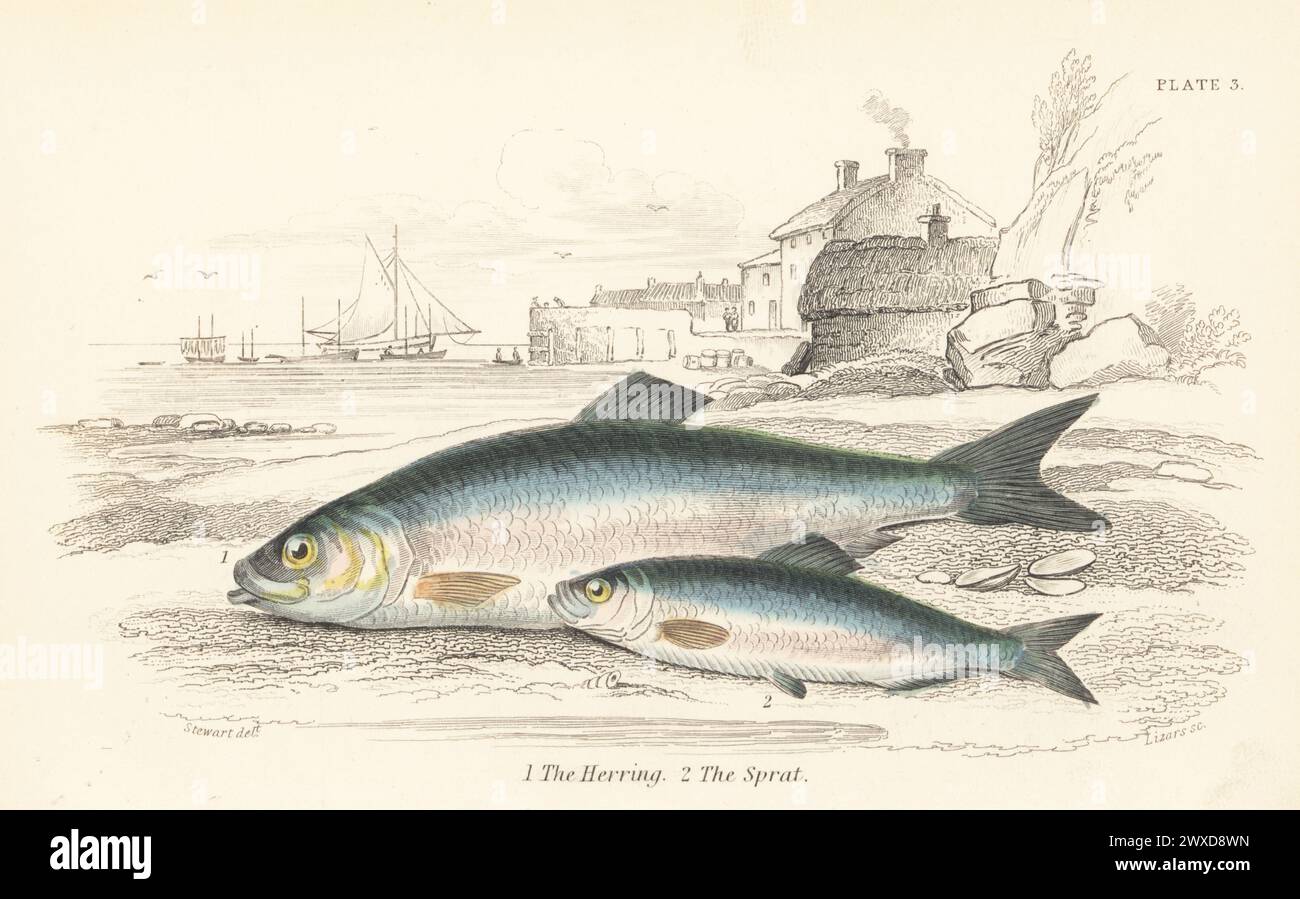 Atlantic herring, Clupea harengus 1, and European sprat, Sprattus sprattus (Clupea sprattus) 2. Hand-coloured steel engraving by William Lizars after an illustration by James Stewart from Sir William Jardine's The Naturalist's Library, Ichthyology, British Fishes, W.H. Lizars, Edinburgh, 1843. Stock Photo