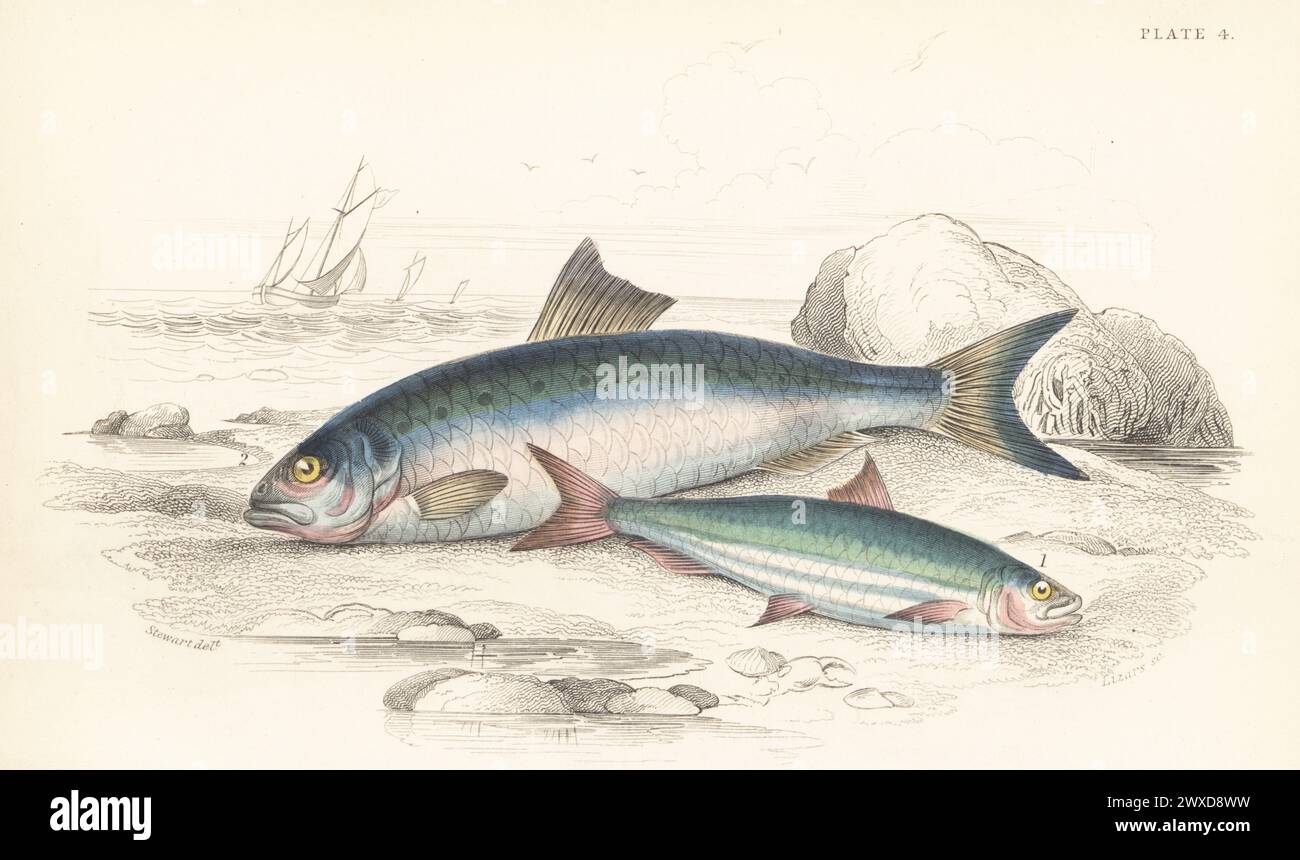 European pilchard, Sardina pilchardus (Clupea pilchardus) 1, and twaite shad, Alosa fallax (Alosa finta) 2. Hand-coloured steel engraving by William Lizars after an illustration by James Stewart from Sir William Jardine's The Naturalist's Library, Ichthyology, British Fishes, W.H. Lizars, Edinburgh, 1843. Stock Photo