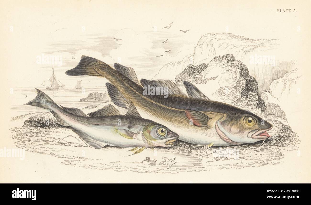 Atlantic cod, vulnerable, Gadus morhua 1, and haddock, vulnerable, Melanogrammus aeglefinus 2. Hand-coloured steel engraving by William Lizars after an illustration by James Stewart from Sir William Jardine's The Naturalist's Library, Ichthyology, British Fishes, W.H. Lizars, Edinburgh, 1843. Stock Photo
