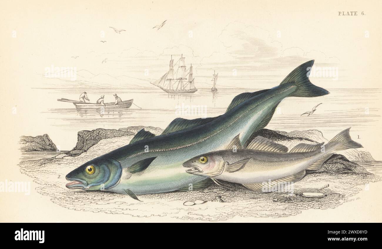 Whiting or merling, Merlangius merlangus 1, and saithe or coalfish, Pollachius virens 2. Hand-coloured steel engraving by William Lizars after an illustration by James Stewart from Sir William Jardine's The Naturalist's Library, Ichthyology, British Fishes, W.H. Lizars, Edinburgh, 1843. Stock Photo