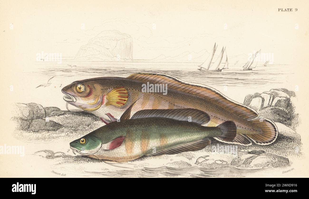 European cusk, Brosme brosme 1 and forkbeard, Phycis phycis 2. (Torsk or tusk, Brosmius vulgaris, great-forked hake, Phycis furcatus.) Hand-coloured steel engraving by William Lizars after an illustration by James Stewart from Sir William Jardine's The Naturalist's Library, Ichthyology, British Fishes, W.H. Lizars, Edinburgh, 1843. Stock Photo