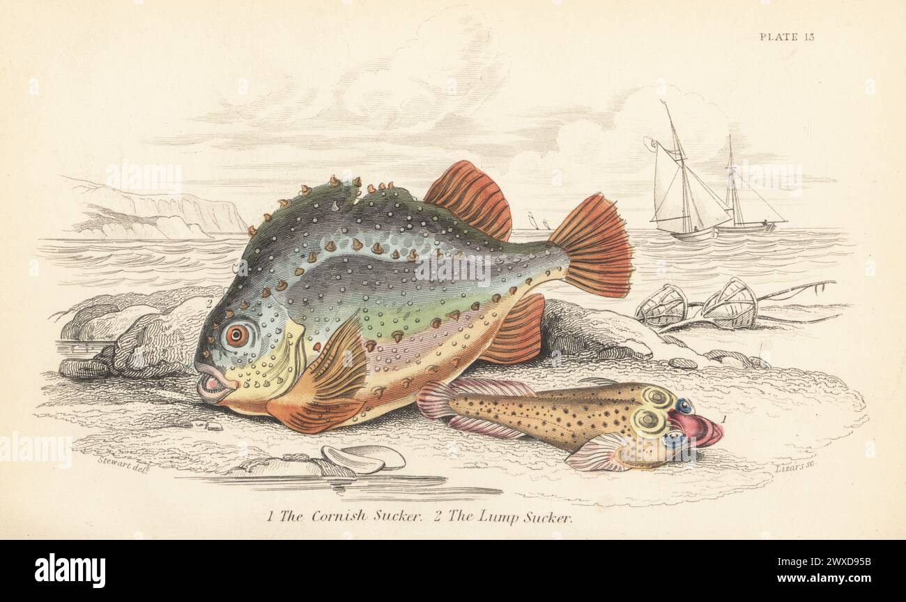 Cornish sucker, Lepadogaster purpurea 1, and lumpsucker or lumpfish, Cyclopterus lumpus 2. Hand-coloured steel engraving by William Lizars after an illustration by James Stewart from Sir William Jardine's The Naturalist's Library, Ichthyology, British Fishes, W.H. Lizars, Edinburgh, 1843. Stock Photo