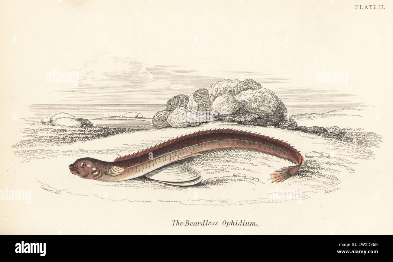 Pearlfish, Carapus acus (Beardless ophidium, Ophidium imberbe). Hand-coloured steel engraving by William Lizars after an illustration by James Stewart from Sir William Jardine's The Naturalist's Library, Ichthyology, British Fishes, W.H. Lizars, Edinburgh, 1843. Stock Photo