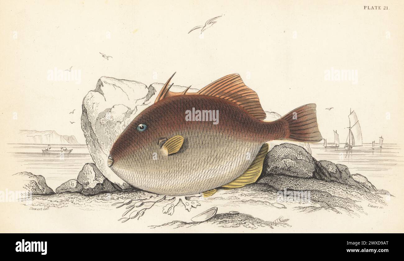 Grey triggerfish or European file-fish, vulnerable, Balistes capriscus. Hand-coloured steel engraving by William Lizars after an illustration by James Stewart from Sir William Jardine's The Naturalist's Library, Ichthyology, British Fishes, W.H. Lizars, Edinburgh, 1843. Stock Photo
