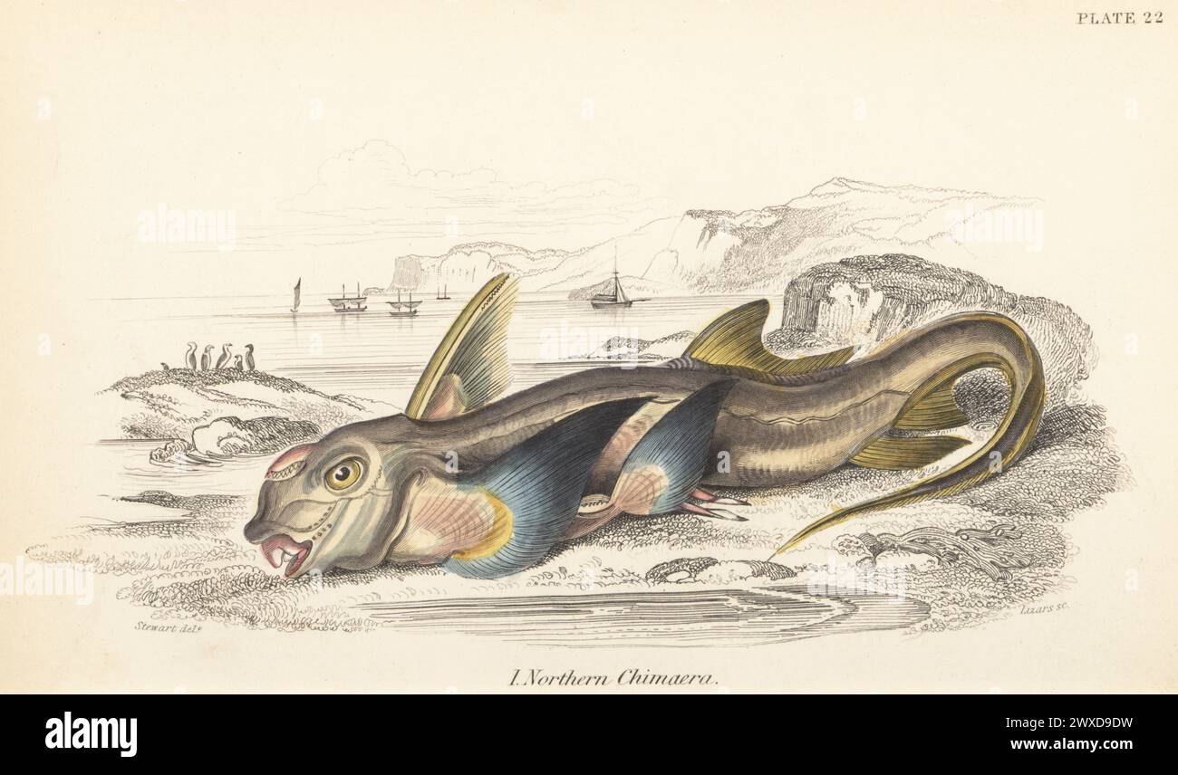 Rabbit fish, rat fish or northern chimaera, Chimaera monstrosa, vulnerable. Hand-coloured steel engraving by William Lizars after an illustration by James Stewart from Sir William Jardine's The Naturalist's Library, Ichthyology, British Fishes, W.H. Lizars, Edinburgh, 1843. Stock Photo