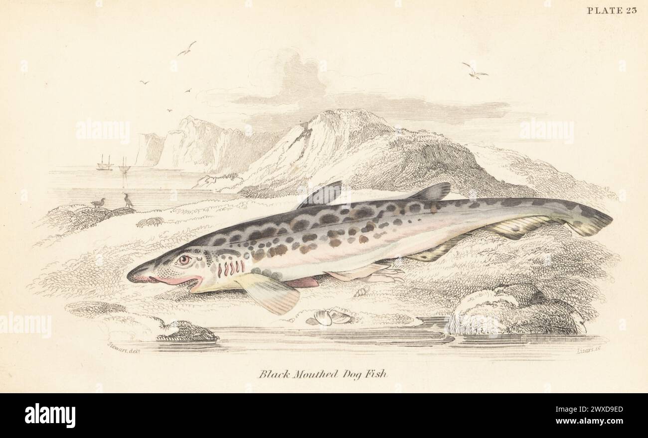 Blackmouth catshark, Galeus melastomus (Black-mouthed dog fish, Scyllium melanostomum). Hand-coloured steel engraving by William Lizars after an illustration by James Stewart from Sir William Jardine's The Naturalist's Library, Ichthyology, British Fishes, W.H. Lizars, Edinburgh, 1843. Stock Photo