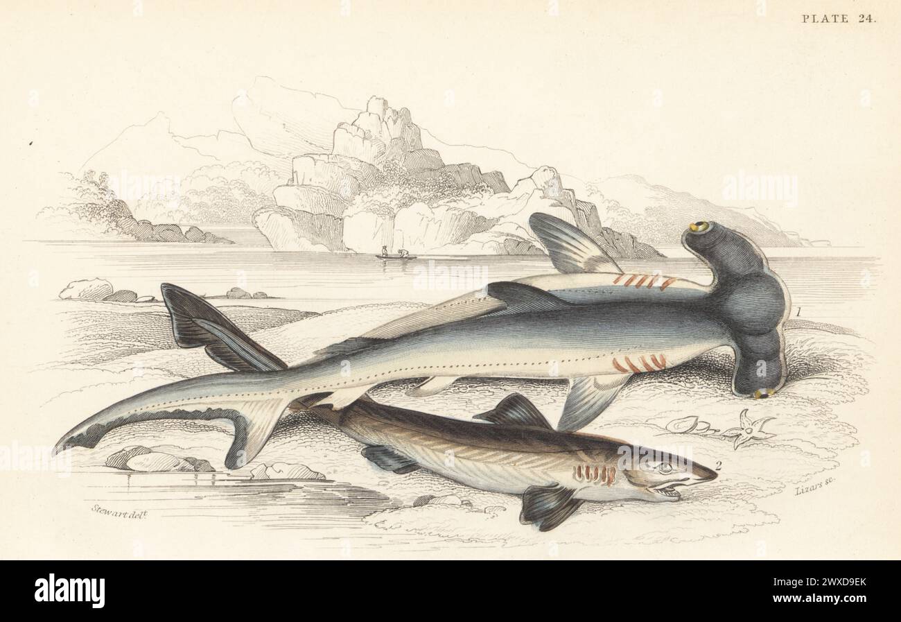 Smooth hammerhead, vulnerable, Sphyrna zygaena 1, and critically endangered school shark, Galeorhinus galeus 2. Hand-coloured steel engraving by William Lizars after an illustration by James Stewart from Sir William Jardine's The Naturalist's Library, Ichthyology, British Fishes, W.H. Lizars, Edinburgh, 1843. Stock Photo
