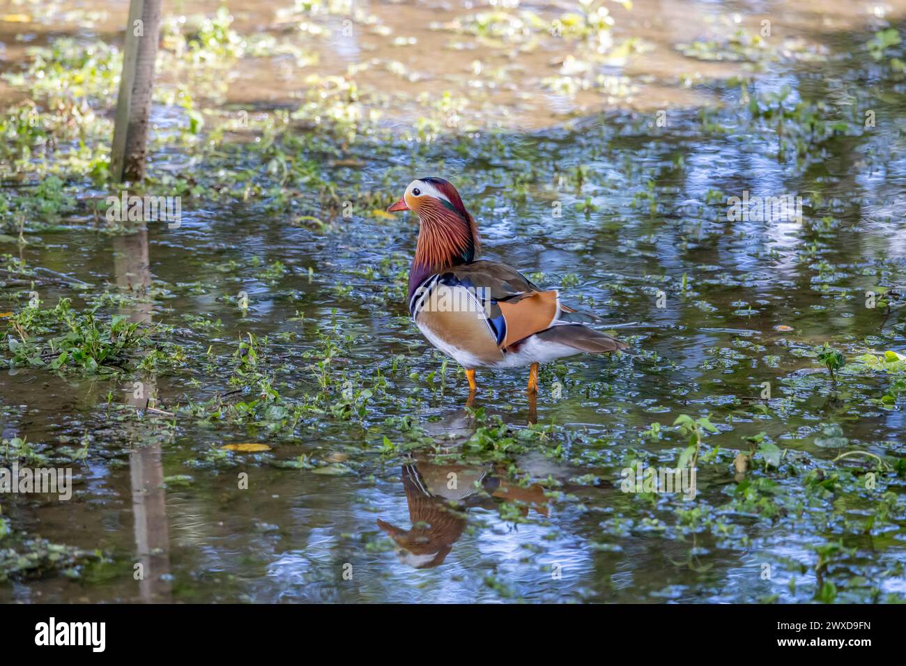 A beautiful mandarin duck male swimming on the water Stock Photo - Alamy