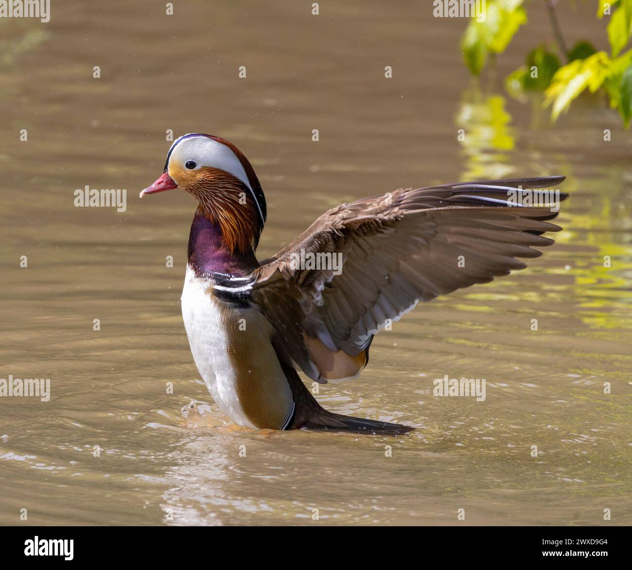 A beautiful mandarin duck male swimming on the water Stock Photo - Alamy