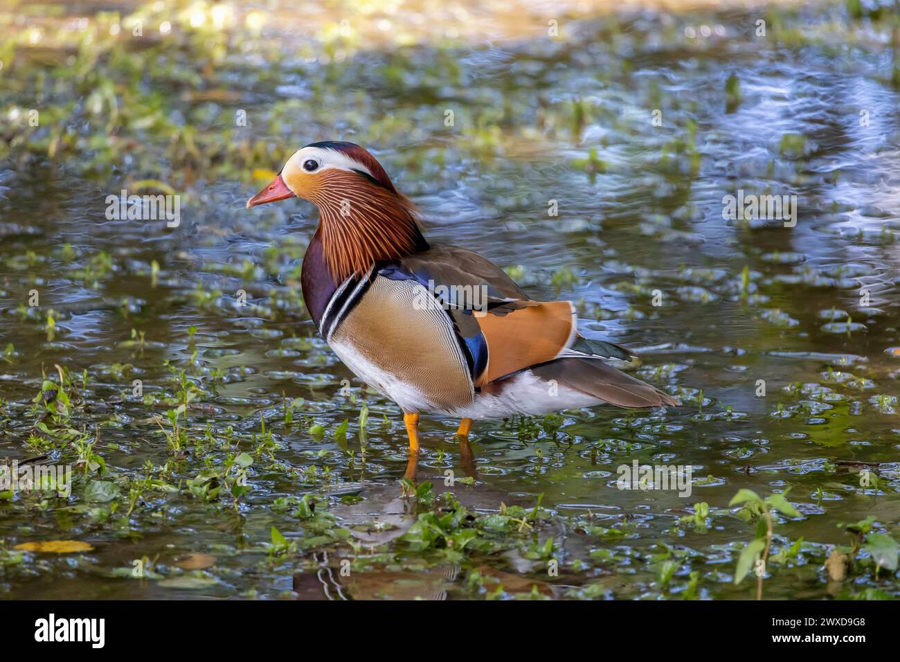 A beautiful mandarin duck male swimming on the water Stock Photo - Alamy