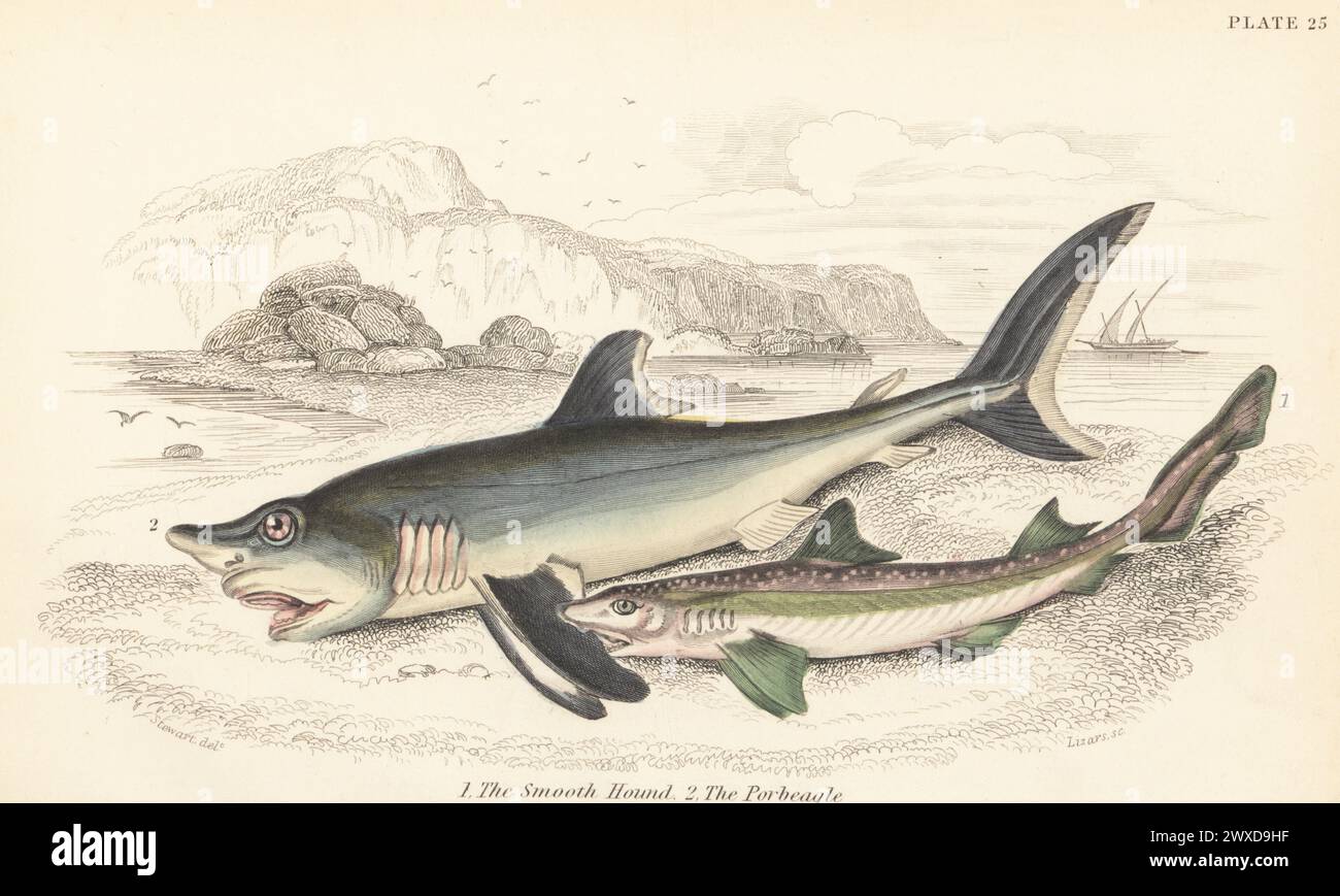 Endangered common smooth-hound shark, Mustelus mustelus 1, and vulnerable porbeagle shark, Lamna nasus 2. Hand-coloured steel engraving by William Lizars after an illustration by James Stewart from Sir William Jardine's The Naturalist's Library, Ichthyology, British Fishes, W.H. Lizars, Edinburgh, 1843. Stock Photo