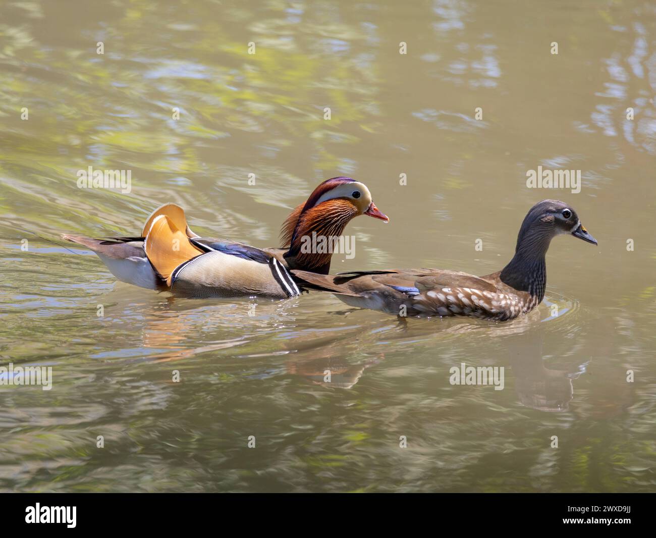 A beautiful couple of mandarin duck, male and female in the water Stock ...