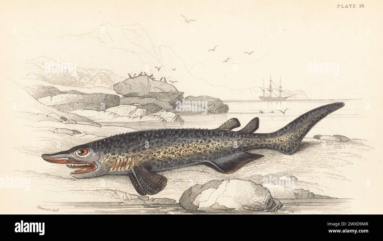 Endangered bramble shark, Echinorhinus brucus. Hand-coloured steel engraving by William Lizars after an illustration by James Stewart from Sir William Jardine's The Naturalist's Library, Ichthyology, British Fishes, W.H. Lizars, Edinburgh, 1843. Stock Photo