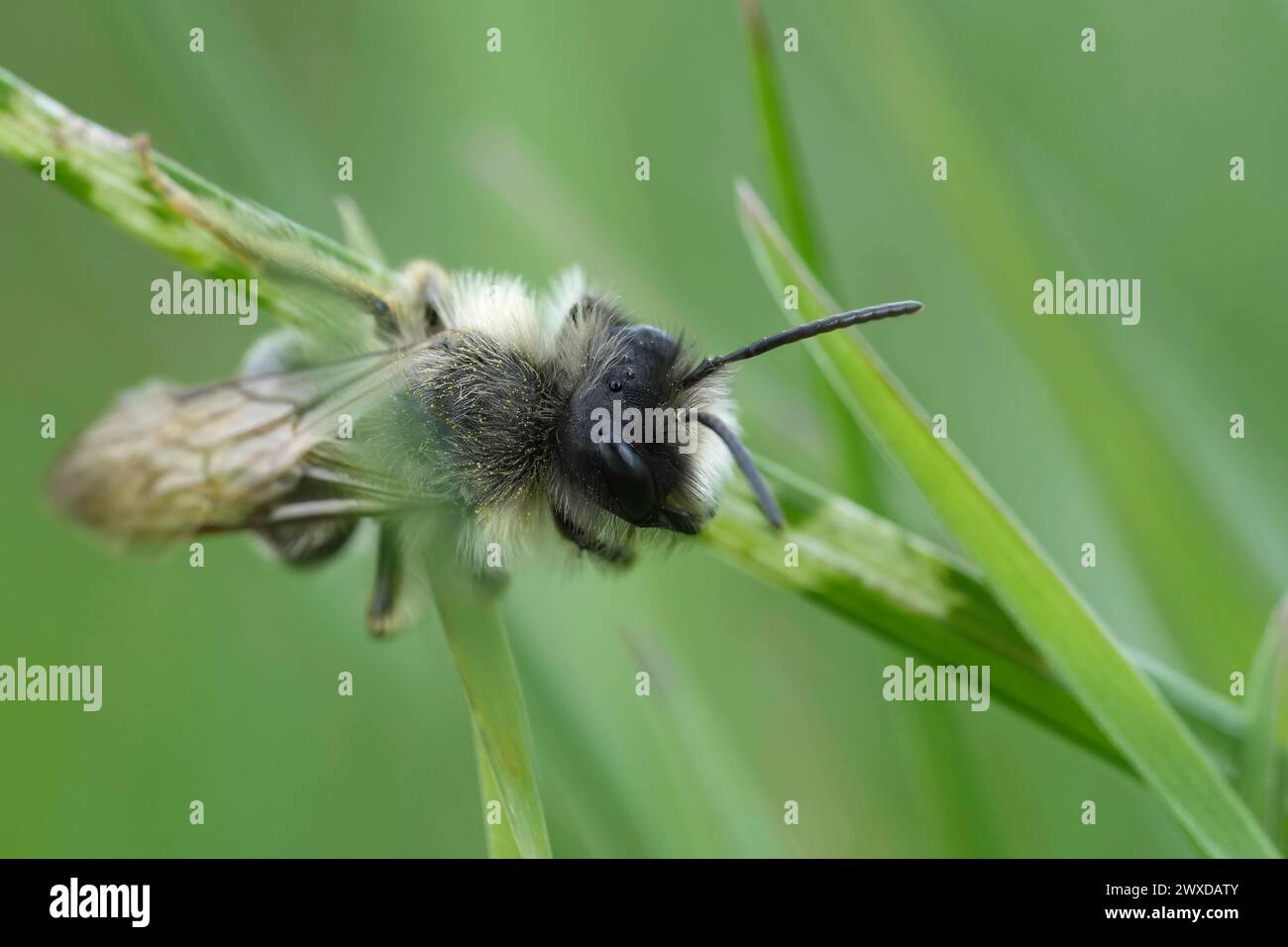 Detailed closeup on a male Grey-backed mining bee, Andrena vaga hanging in the grass Stock Photo