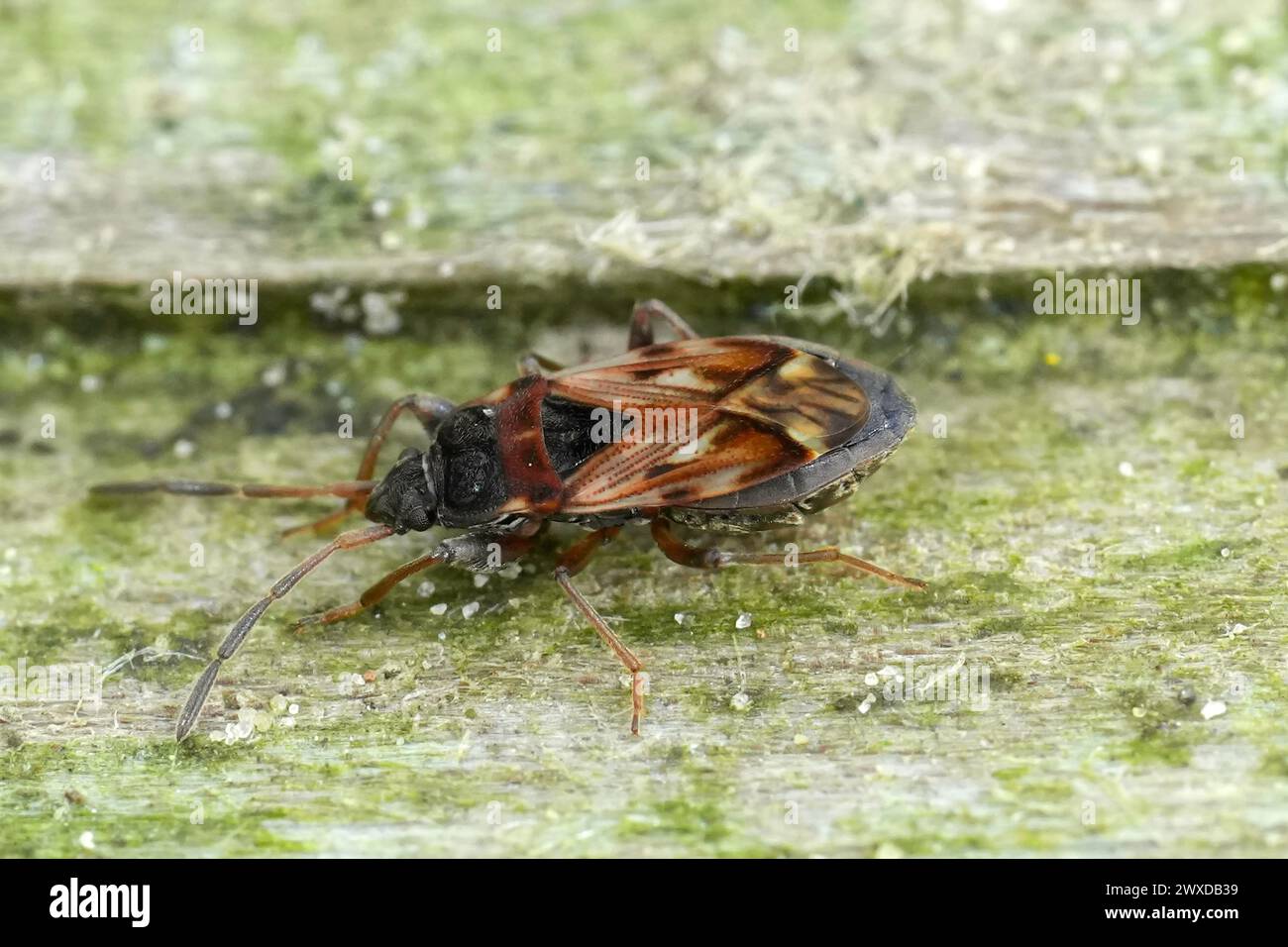 Natural closeup on a very small ground bug, Scolopostethus affinis, sitting on wood Stock Photo