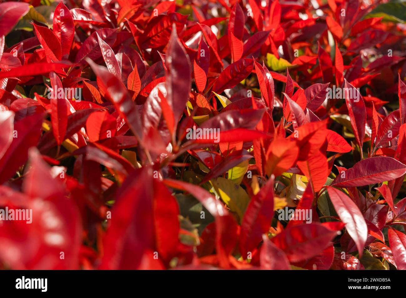 Photinia, Little Red Robin, Hedging, formal hedging, low-maintenance borders, exciting, colourful evergreen, hedges, specimen plant, brilliant red. Stock Photo