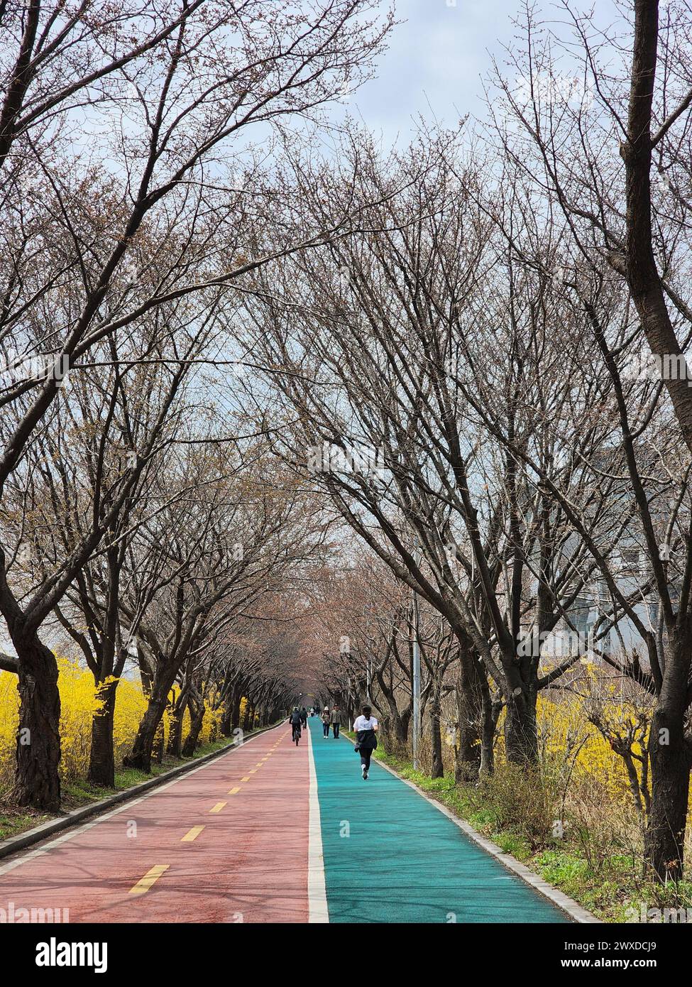 Seoul, South Korea - A citizen jogs along a promenade next to Seongnaecheon Stream in Songpa-gu, where forsythia are beginning to bloom. Stock Photo
