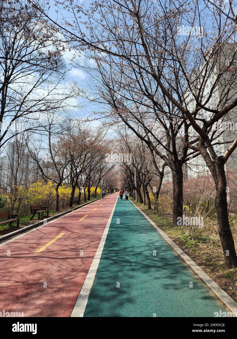 Seoul, South Korea - A promenade by Seongnaecheon Stream in Songpa-gu, where forsythia are beginning to bloom. Stock Photo