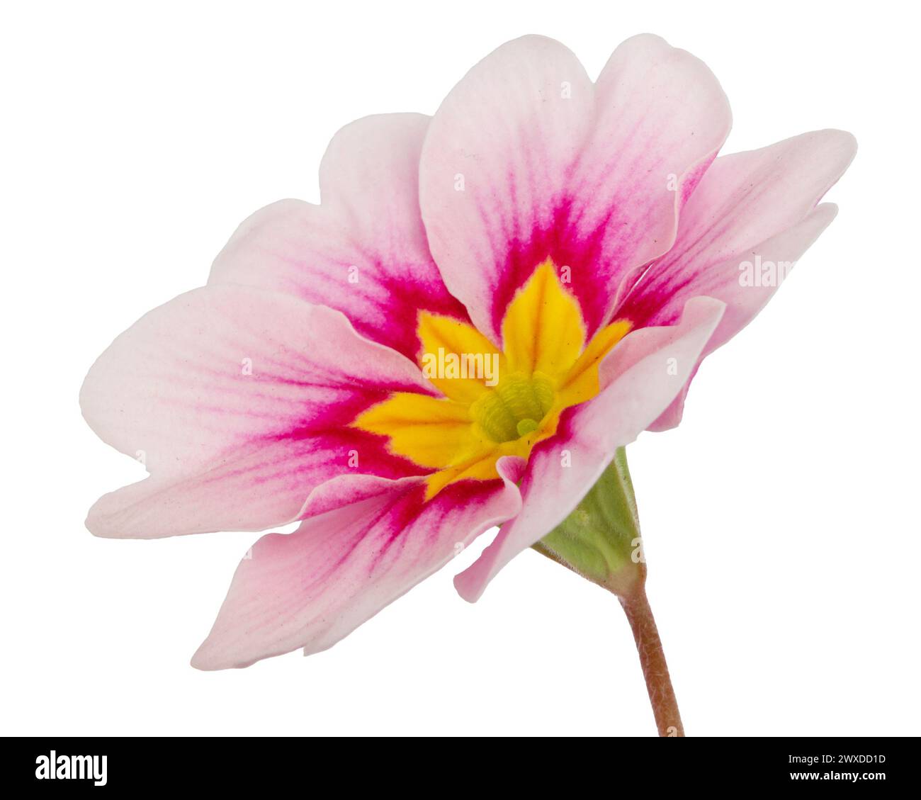 Pink flower isolated on white background Stock Photo - Alamy