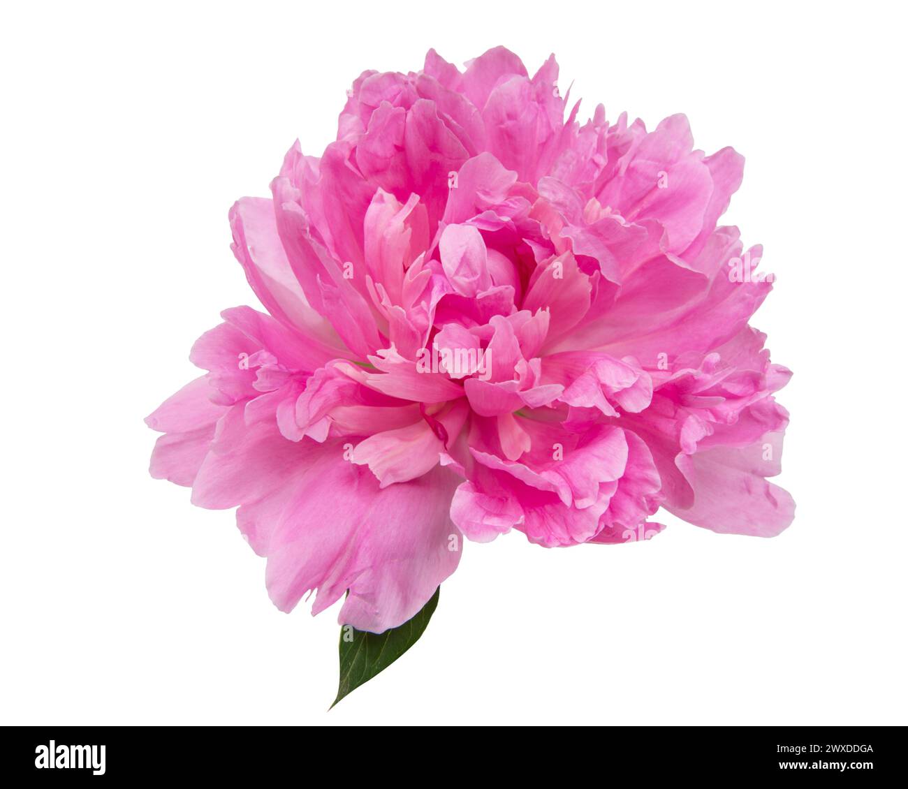 Pink beautiful peony flower isolated on the white background Stock ...