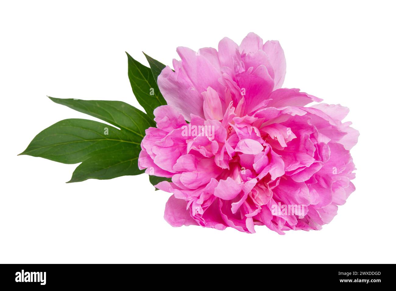 Pink beautiful peony flower isolated on the white background Stock ...