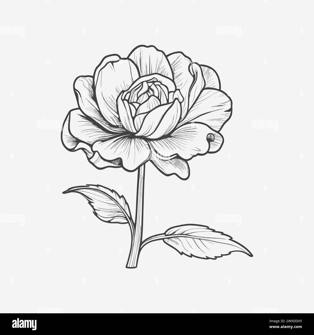 Rose flower. Hand drawn vector illustration. Stock Vector