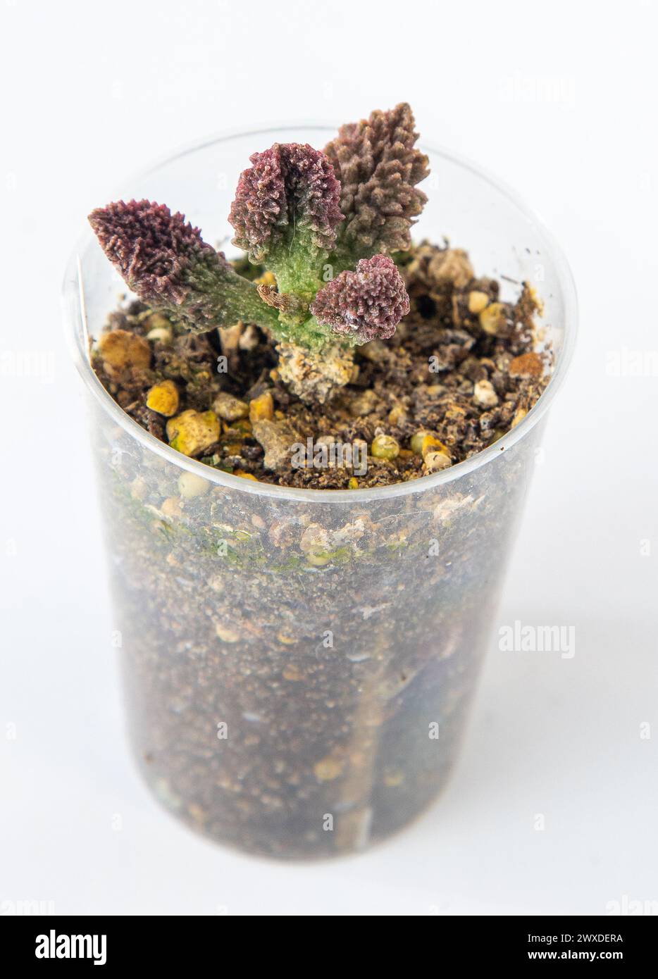 Adromischus marianae herrei plant succulent in pot. Green little flower ...