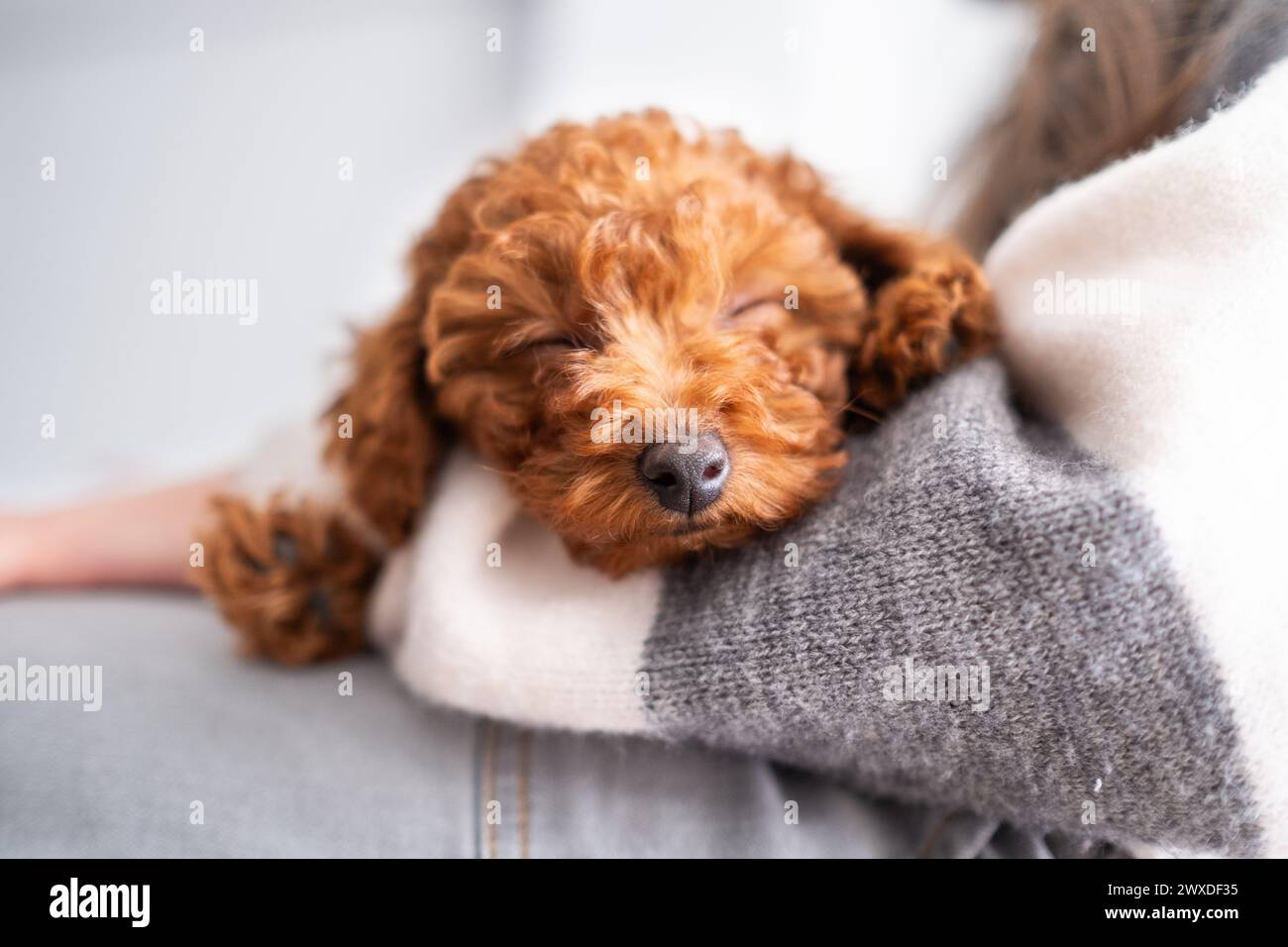 Portrait of the truffle or nose detail of a cinnamon brown poodle toy puppy. He is asleep on his owner's arm.Sleep, Trust, Trust, tenderness and love Stock Photo