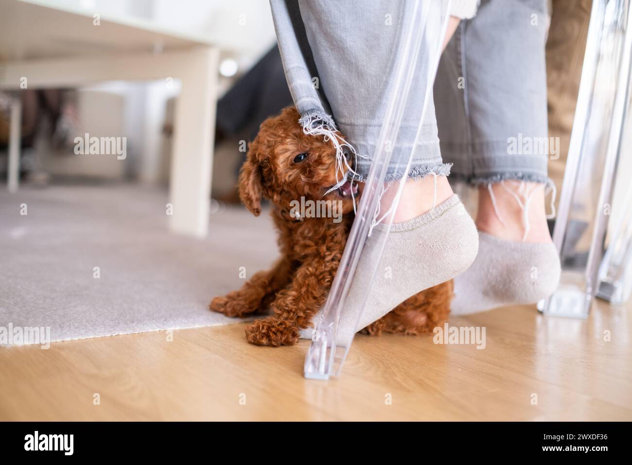 a tan poodle toy puppy bites and frays his owner's pants and socks. Puppy play, training and affection Stock Photo