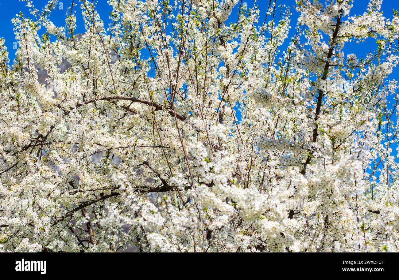 an explosion of white flowers in spring Stock Photo