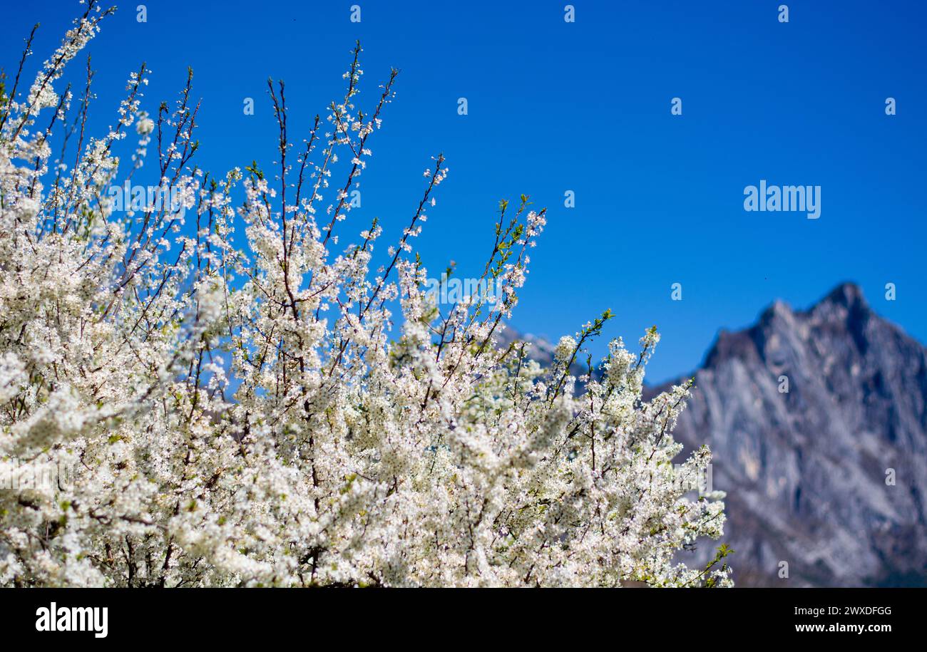 spring in the mountains Stock Photo