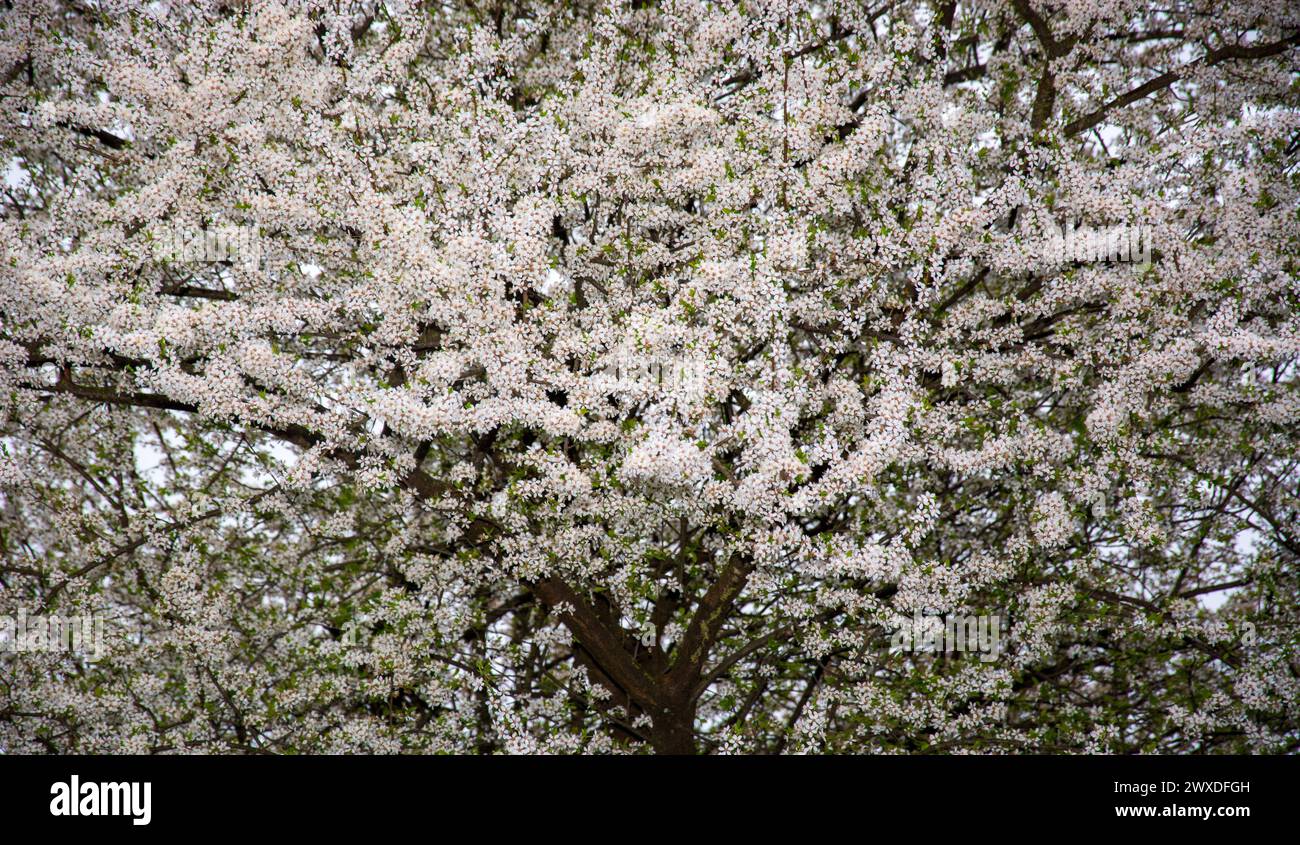 white flowers in spring Stock Photo