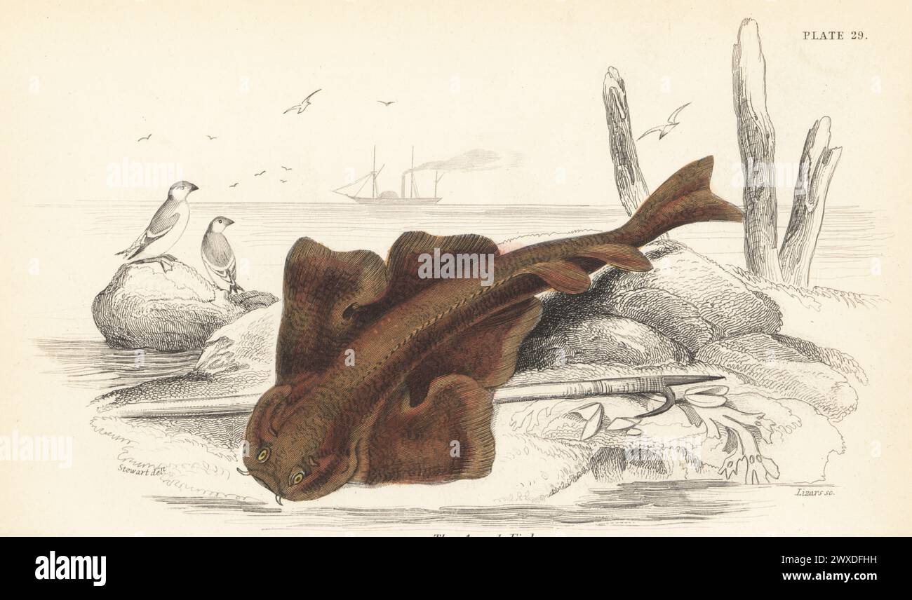 Critically endangered angelshark or monkfish, Squatina squatina (Angel fish, Squatina angelus). Hand-coloured steel engraving by William Lizars after an illustration by James Stewart from Sir William Jardine's The Naturalist's Library, Ichthyology, British Fishes, W.H. Lizars, Edinburgh, 1843. Stock Photo