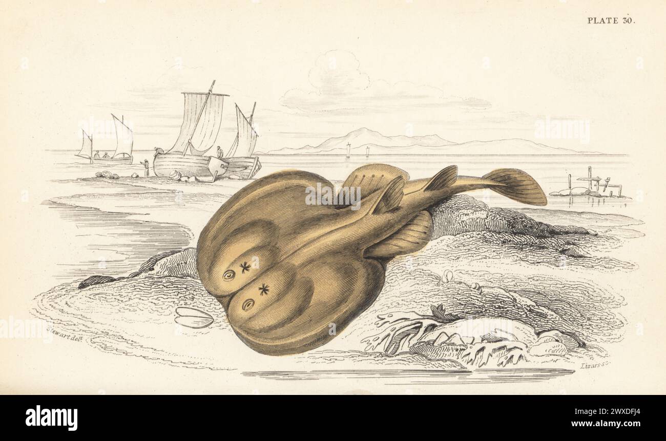 Marbled electric ray, Torpedo marmorata. Vulnerable. Hand-coloured steel engraving by William Lizars after an illustration by James Stewart from Sir William Jardine's The Naturalist's Library, Ichthyology, British Fishes, W.H. Lizars, Edinburgh, 1843. Stock Photo