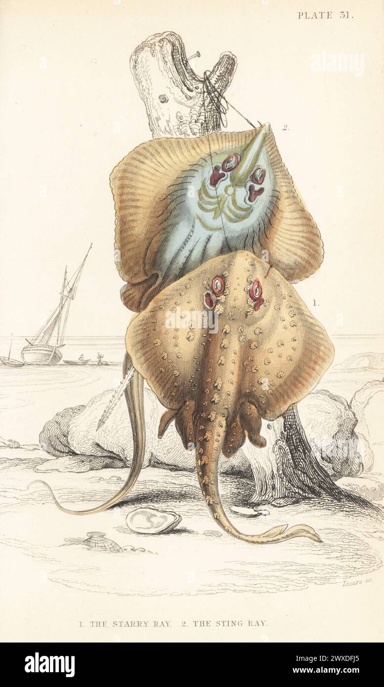 Thorny skate, vulnerable, Amblyraja radiata 1, and common stingray, vulnerable, Dasyatis pastinaca 2. Hand-coloured steel engraving by William Lizars after an illustration by James Stewart from Sir William Jardine's The Naturalist's Library, Ichthyology, British Fishes, W.H. Lizars, Edinburgh, 1843. Stock Photo