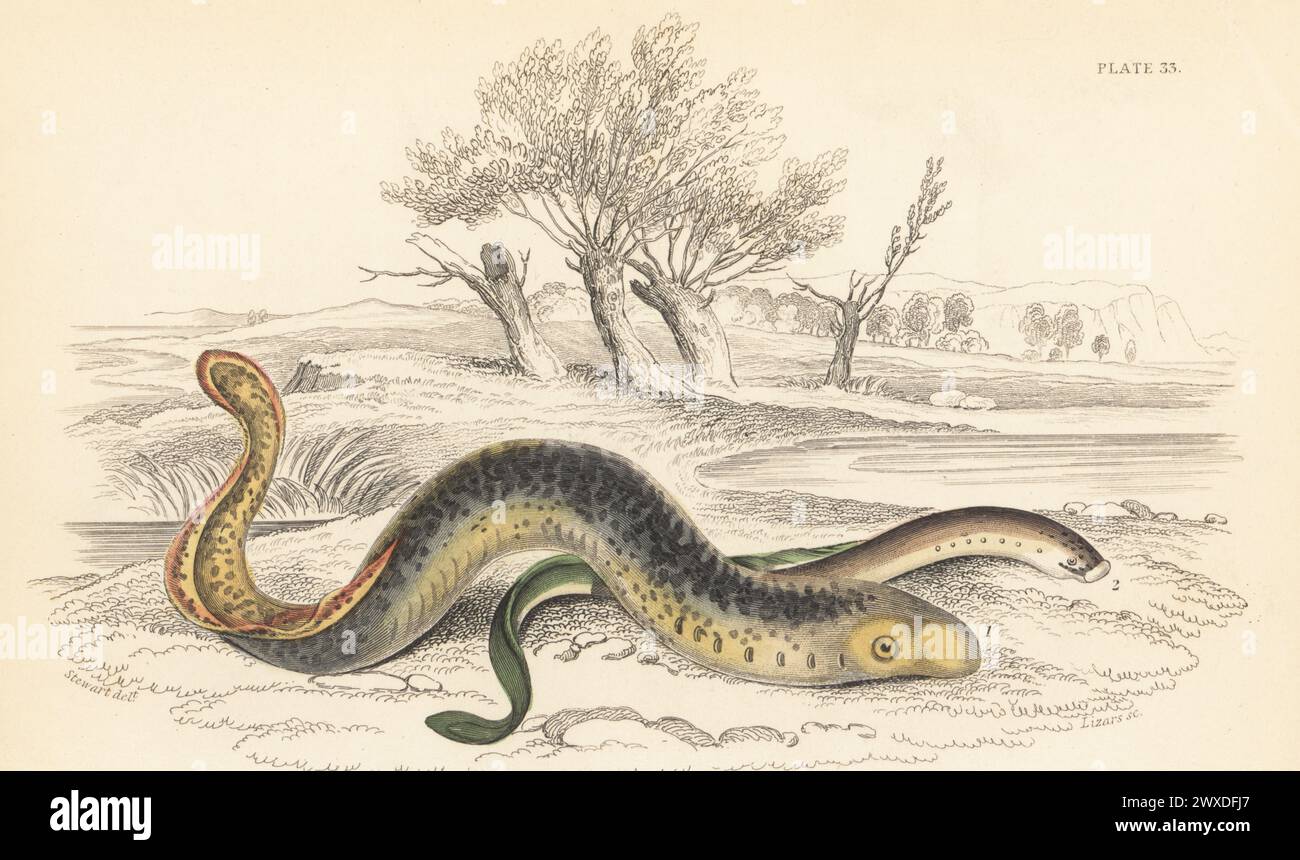 Sea lamprey, Petromyzon marinus 1, and European river lamprey, Lampetra fluviatilis 2. Hand-coloured steel engraving by William Lizars after an illustration by James Stewart from Sir William Jardine's The Naturalist's Library, Ichthyology, British Fishes, W.H. Lizars, Edinburgh, 1843. Stock Photo